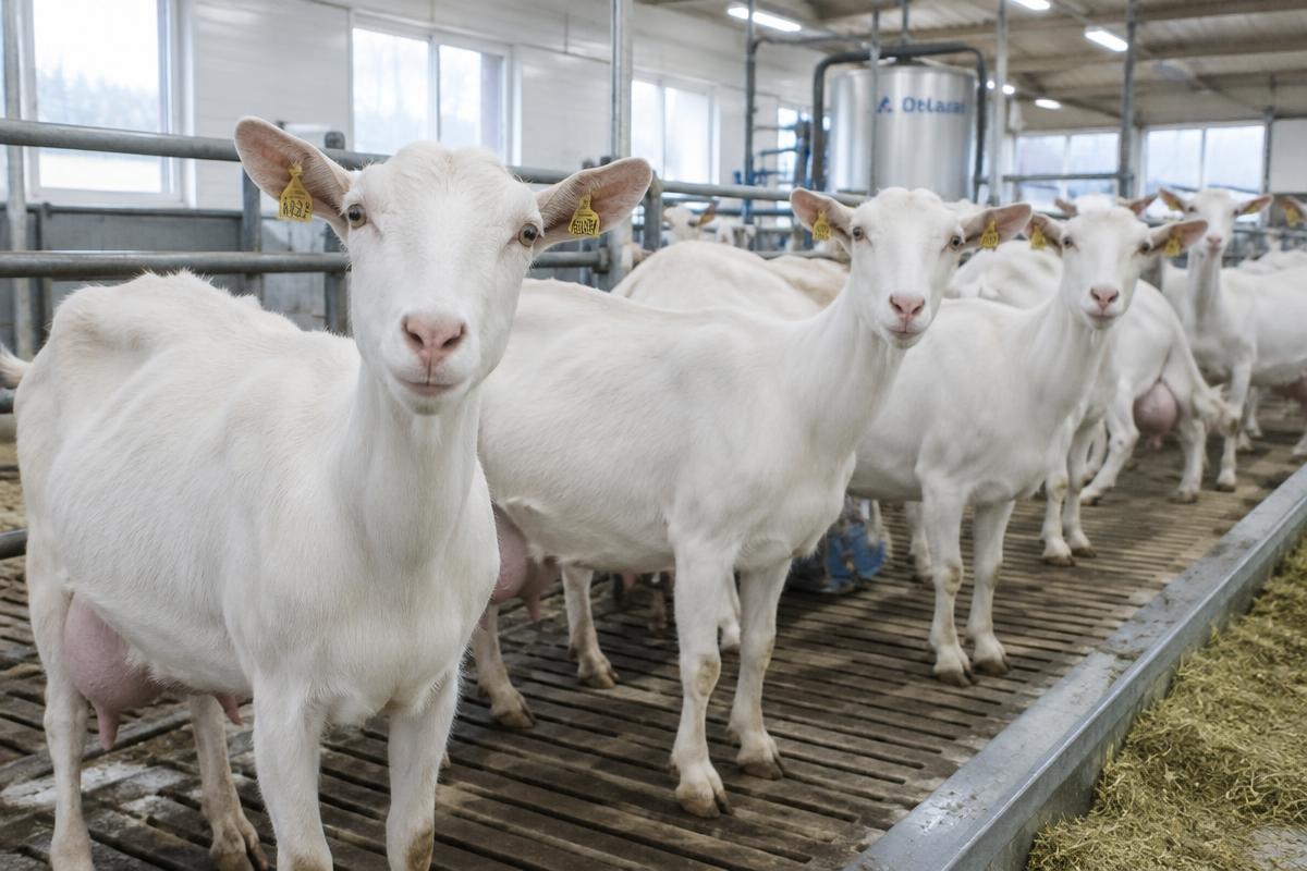 Saanen Dairy Goats for export — wholesale saanen dairy goats supplied by Gloogal Market Saanen Dairy Goats for export — wholesale saanen dairy goats supplied by Gloogal Market